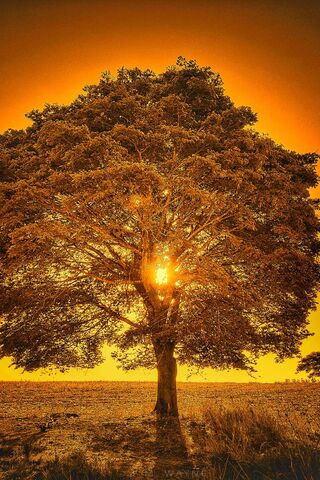 Sunlit Majesty: The Heart of Nature