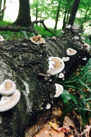 Enchanted Wonders of the Romanian Forest 🌲🍄
