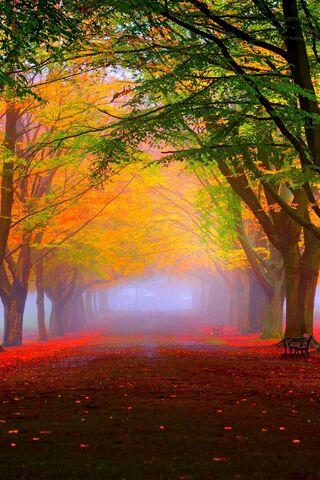 Enchanted Autumn Pathwa..