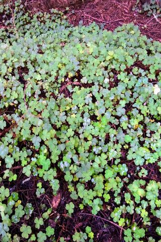 Lucky Clover: Nature's Green Treasure 🍀