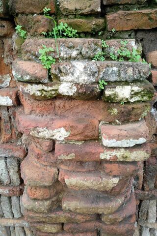 Nature's Resilience: Life Among the Bricks 🌱🏛️