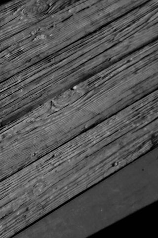 Whispers of Gray Wood 🌲✨