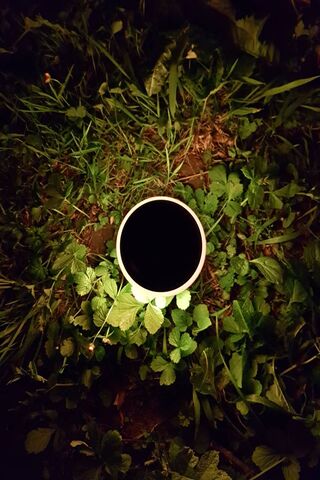 Illuminate Your Sound: JBL Pulse 3 in Nature 🎶✨