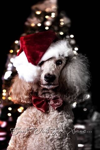 Paws and Holiday Cheer 🎄🐾