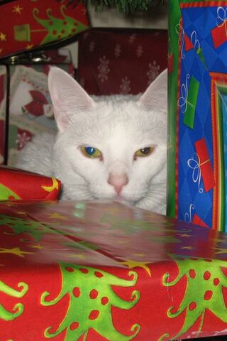 Purr-fectly Wrapped Sur..