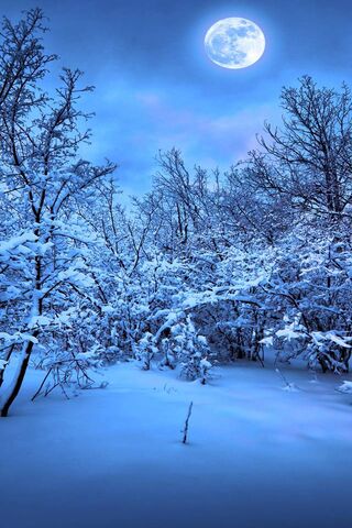 Moonlit Winter Wonderla..