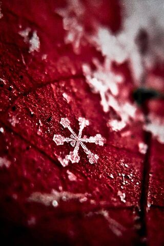 Frosty Whispers on Crimson Leaves ❄️🍂