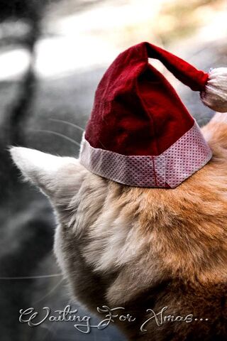 Paws and Claus: The Anticipation of Christmas 🎄🐾