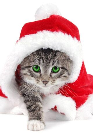 Festive Feline Fun! 🎄🐾
