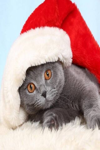 Festive Feline Fun 🎄🐾