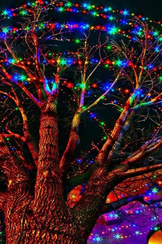 Twinkling Tree of Joy �..