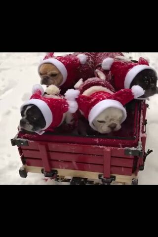 Festive Furry Friends in a Winter Wonderland 🎄🐶