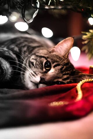 Kucing Natal