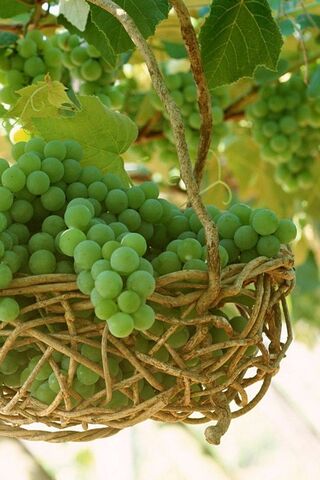Nature's Sweet Gems: Fr..