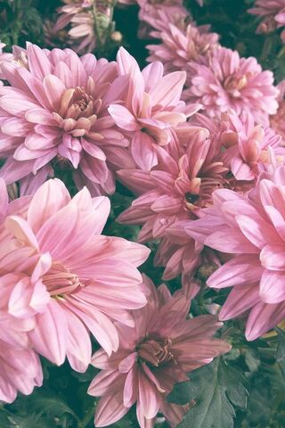 Blooming Beauty: The Ch..