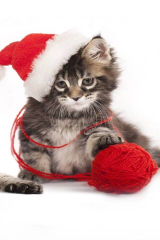 Festive Feline Fun: Santa Kitten's Holiday Spirit! 🎅🐾
