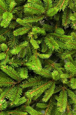 Evergreen Joy: The Hear..