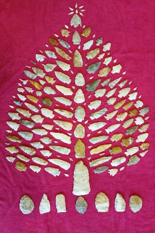 Nature's Art: The Arrowhead Tree 🌳✨