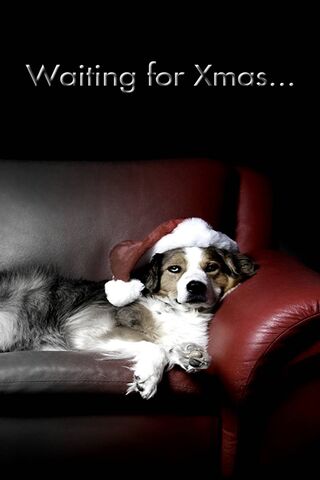 Paws and Claus: A Canine Christmas Countdown 🎄🐾