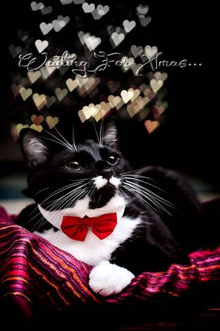 Paws and Hearts: A Festive Feline