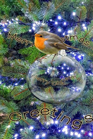 Festive Cheer with a Feathered Friend 🎄🐦