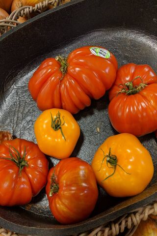 Beauty in Imperfection: The Ugly Tomato Collection 🍅✨