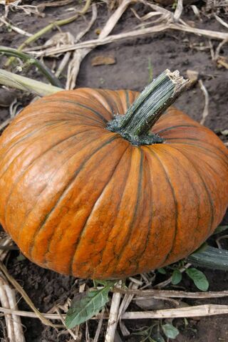 Harvest Glory: The Perfect Pumpkin 🎃