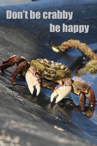 Crabby but Cheerful! 🦀😊