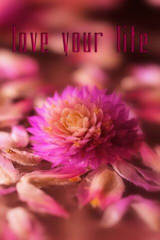 Embrace the Beauty of Every Moment 🌸✨