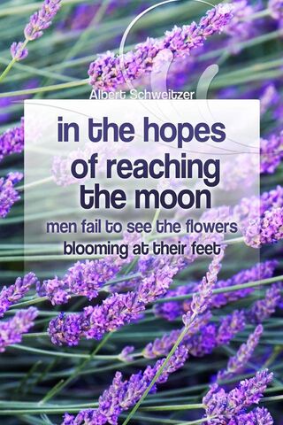 Blooming Dreams: A Journey Beyond