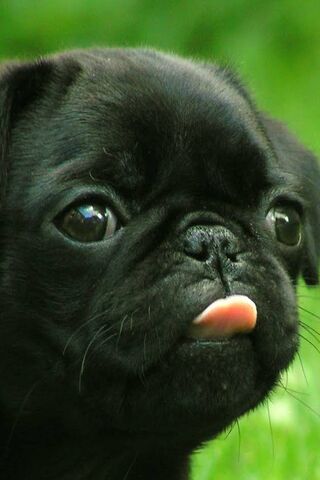 Awsome Cute Dog