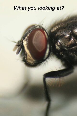 A Close Encounter: The Curious Fly 🪰