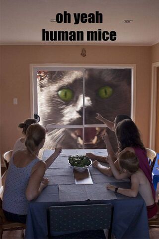 When Cats Rule the Dinn..