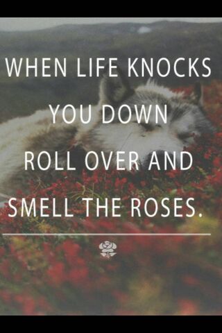 Embrace the Beauty of Life 🌹