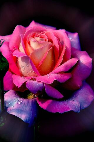 Rosw