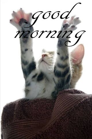 Good Morning