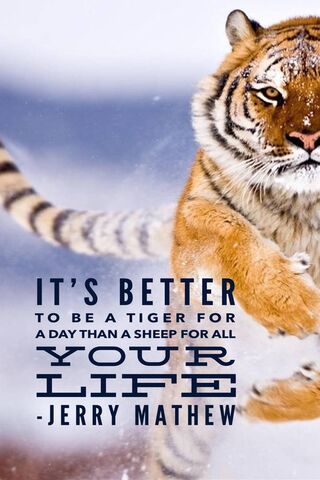 Unleash Your Inner Tiger! 🐅