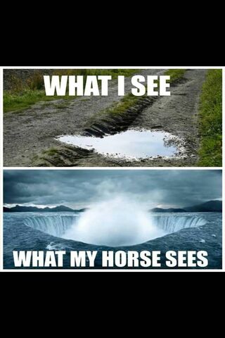 A Horse's Perspective: Beyond the Puddle 🌊🐴