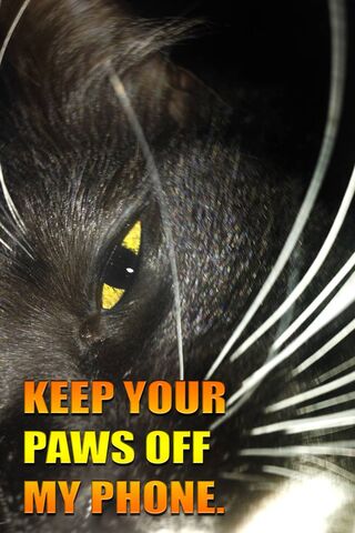 Feline Phone Patrol 🐾📱