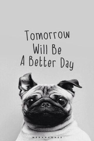 Pawsitive Vibes Ahead! 🐾