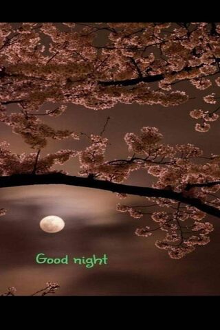 Moonlit Serenity 🌙🌸