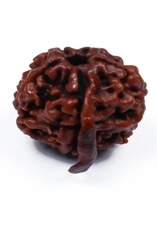 Mystical Rudraksha: Nature's Divine Bead 🌿✨