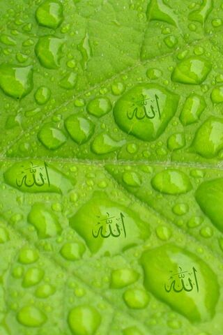 Nature's Reflection of ..