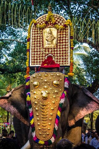 喀拉拉邦大象