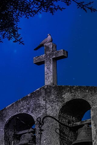 Church and Bird