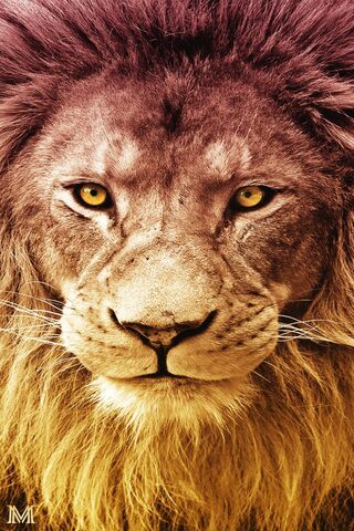 Aslan - Lion