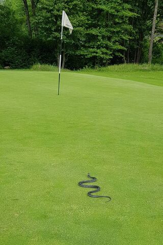 The Uninvited Golfer: A Snake on the Green! 🐍⛳️