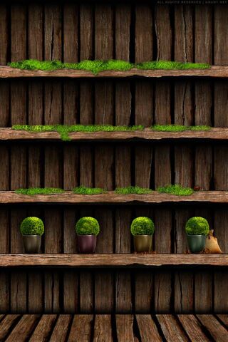 Wood Shelves