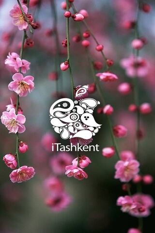 Blossoms of iTashkent 🌸✨