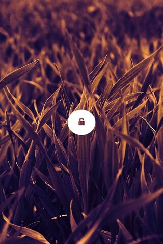 Nature's Lock: A Hidden World